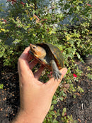 Red Cheeked Mud Turtle Adult Trio
