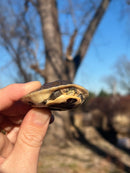 Ceram Box Turtle Baby