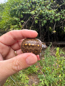 Hi Color Yellow Baby Eastern Box Turtle