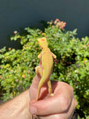 Crimson Red Albino Green Iguana 2026
