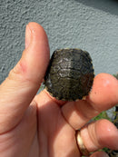 West Coast Pond Turtle Baby