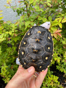 Ornate Diamondback Terrapin Female