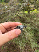 HI YELLOW Florida Box Turtle Baby 2024