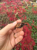 Hi Orange Vietnamese Black Breasted Leaf Turtle Baby 2025