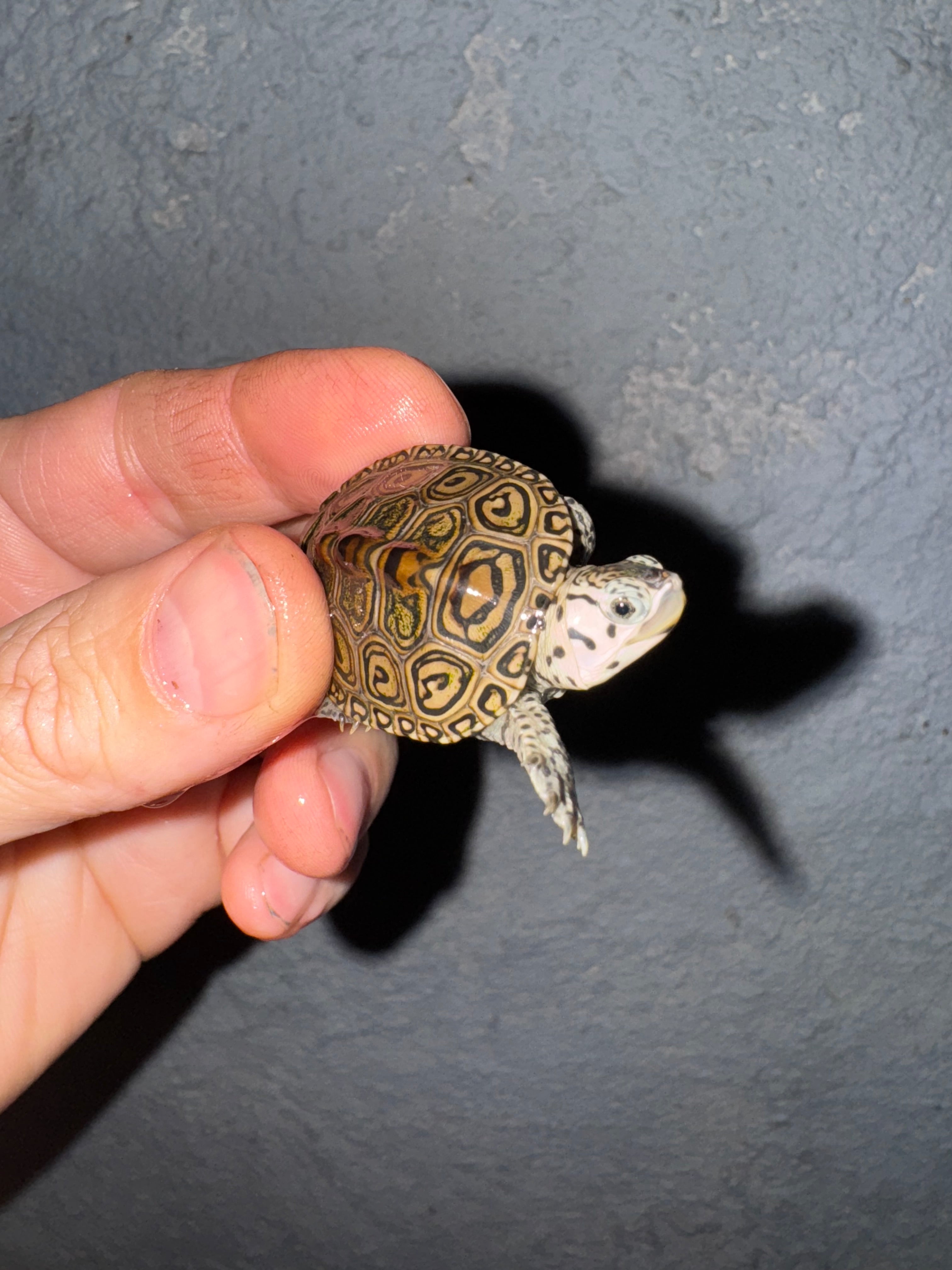 Concentric Diamondback Terrapin (Malaclemys terrapin) For Sale ...