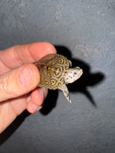 Hi White Concentric Diamondback Terrapin 2025