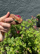 Red Salt Marsh Water Snake Adult Female