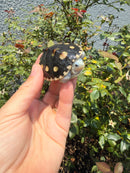 Ornate Diamondback Terrapin Female