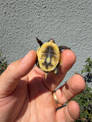 Hi Color Eastern Box Turtle Baby