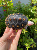 Ornate Diamondback Terrapin Male