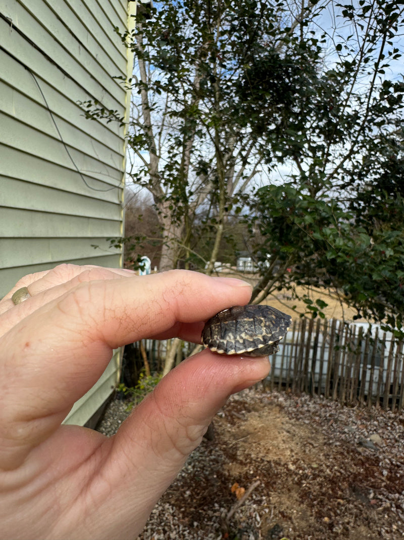 Pastel Common Musk Turtle Baby