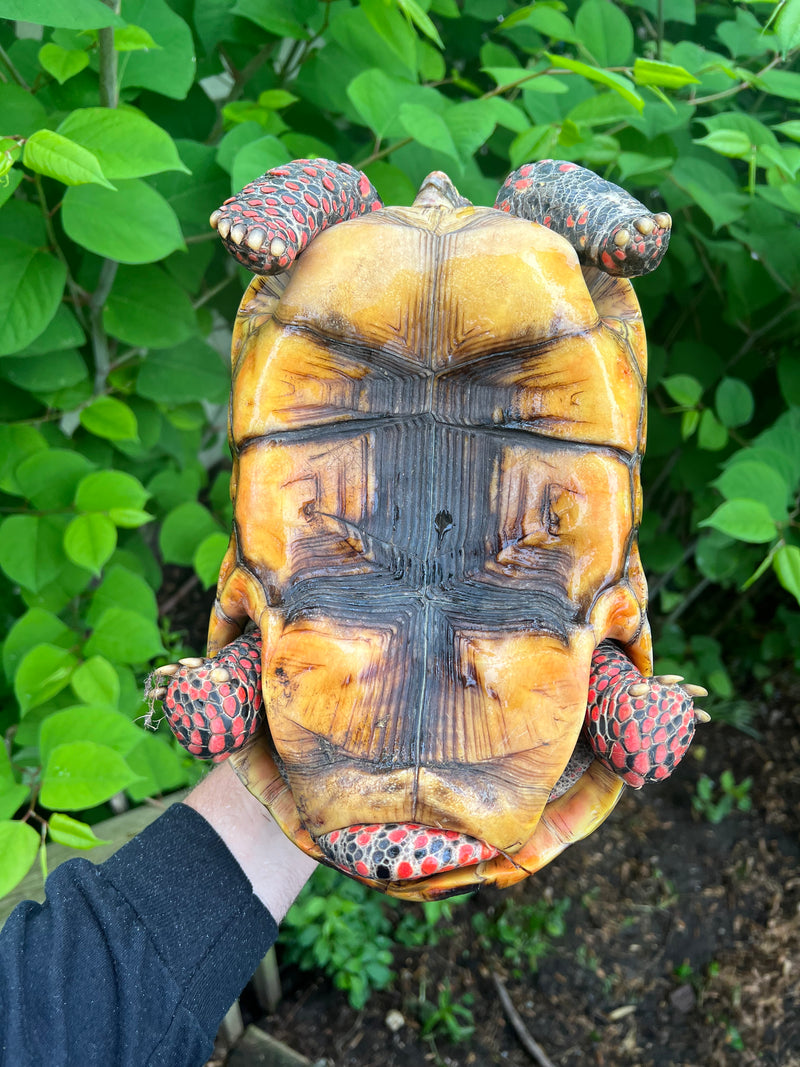 Suriname Red Foot Tortoise Adult Male