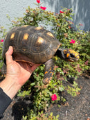 Red Foot Tortoise Adult Female