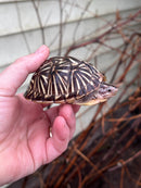 HI YELLOW Florida Box Turtle