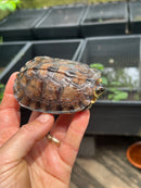Spot Legged Wood Turtle 2023 CB Baby