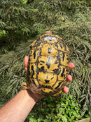 Libyan Greek Tortoise Adult Female