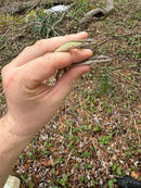 Long Tailed Grass Lizard (Takydromus sexlineatus)