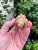 Hypomelanistic River Cooter Turtle Baby