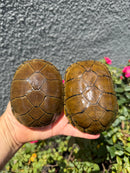 Yellow Mud Turtle Adult Pair