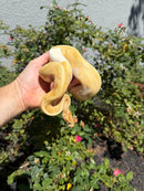 Banana Ball Python Mixed Morph Male