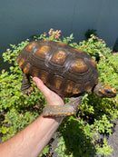 Yellow Footed Tortoise CB Adult Female