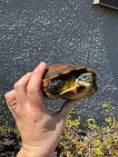 Reeves Turtles Adult Female