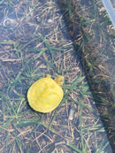 Albino Yellow Bellied Slider Turtle Female