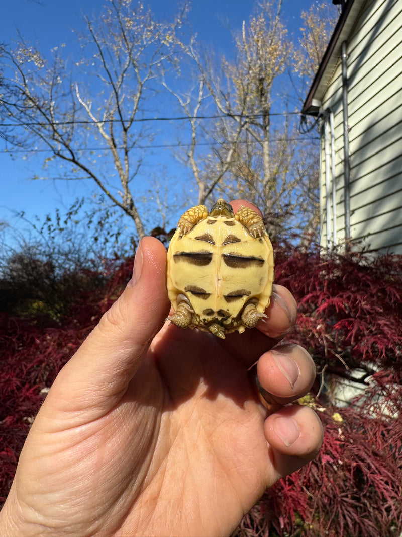 Sri Lankan Star Tortoise 2025