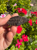 Alligator Snapping Turtle X Common Snapping Turtle