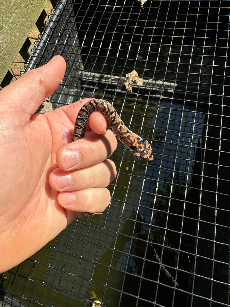 Red Eastern Hognose Snake 2024 Female