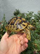 Eastern Hermann's Tortoise Adult Female