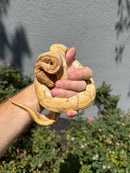 Banana Ball Python Mixed Morph Female