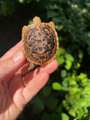 Pancake Tortoise Baby