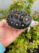Ornate Diamondback Terrapin Female
