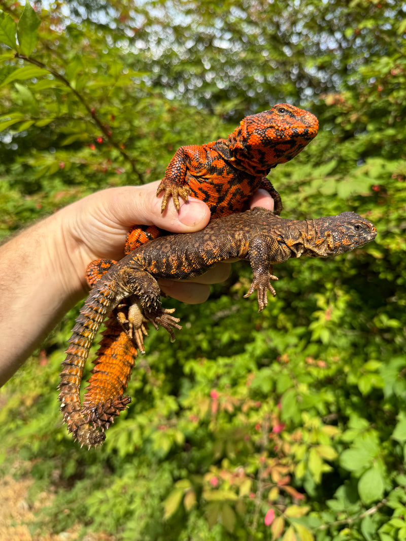 Super Red Niger Uromastyx Adult Pair