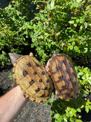 Mexican Giant Musk Adult Pair