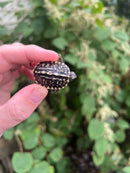 HI YELLOW Florida Box Turtle Baby