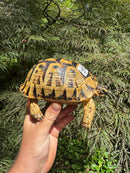 Libyan Greek Tortoise Adult Female