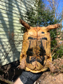 Libyan Greek Tortoise Adult Female