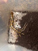 Piece of Lava Centipede Adults (Scolopendra subspinipes ‘piceoflava’)