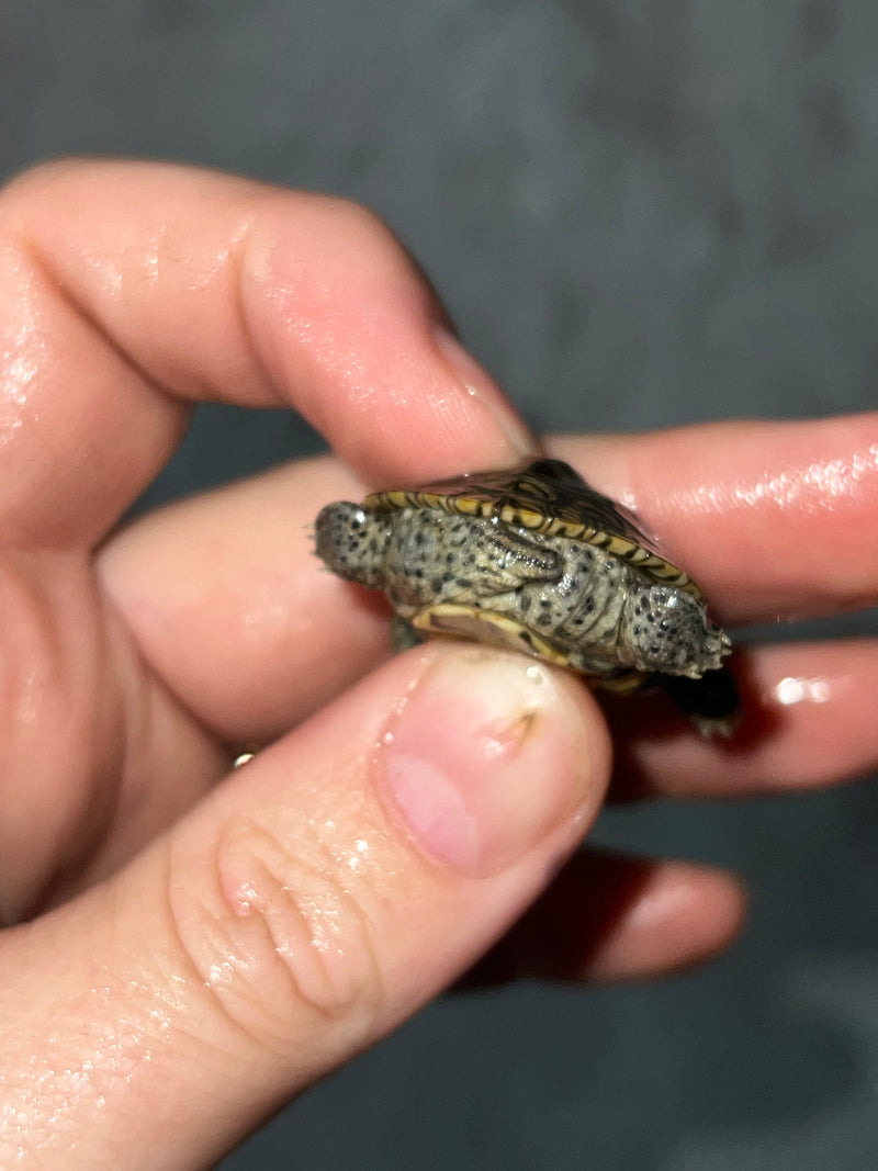 Hi White Concentric Diamondback Terrapin 2023