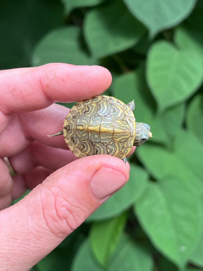 Pastel Clown Red Eared Slider Turtle 2024