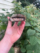 African Helmeted Turtle Adults (Pelomedusa subrufa)