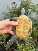Northern Diamondback Terrapin Adult Female