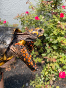 Red Foot Tortoise Adult Male