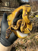 Super Enchi Low White Pied Ball Python Female