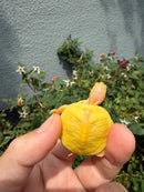 Albino Yellow Bellied Slider Turtle Babies (Trachemys scripta)