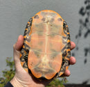 Northern Red Bellied Turtle FANCY Juvenile