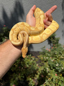 Banana Ball Python Mixed Morph Female