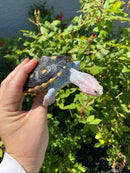 Ornate Diamondback Terrapin Female